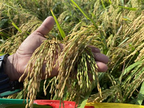 Dumarao, Capiz farmers tapped for hybrid rice demonstration.